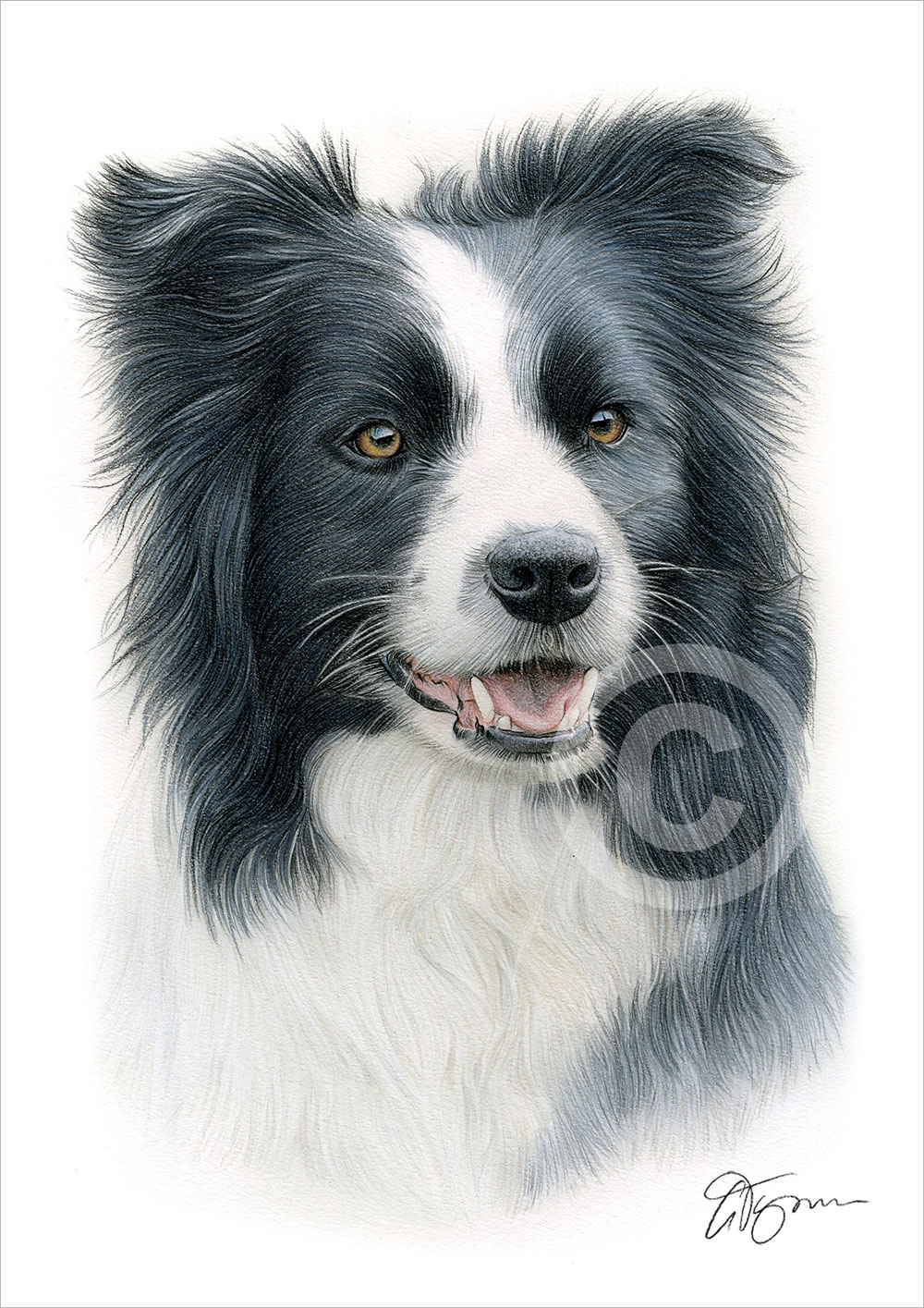 BORDER COLLIE colour pencil drawing print A4 / A3 signed by UK artist